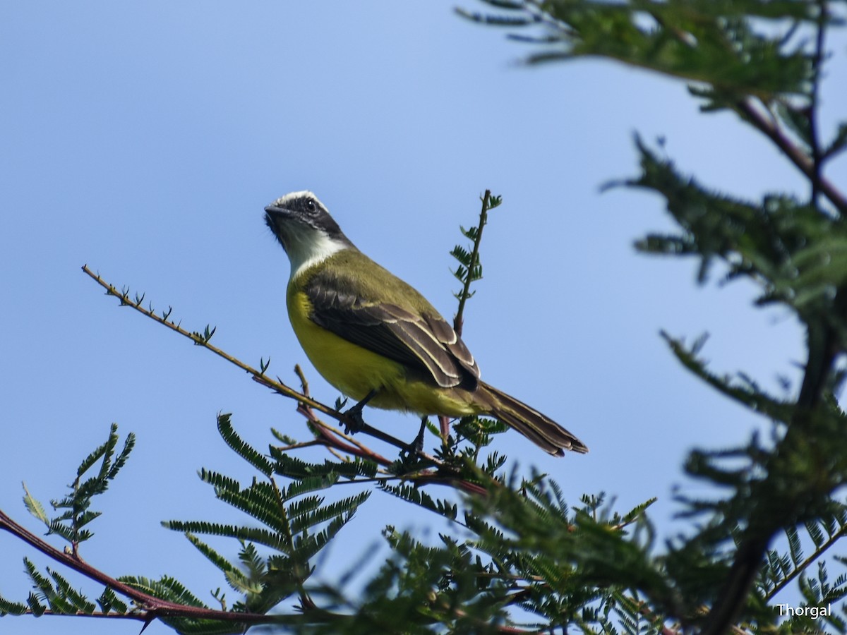Social Flycatcher - ML647114858