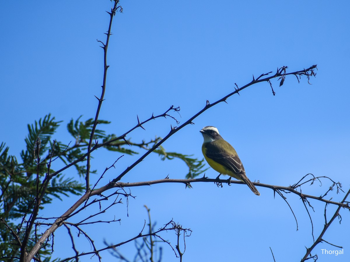 Social Flycatcher - ML647114859