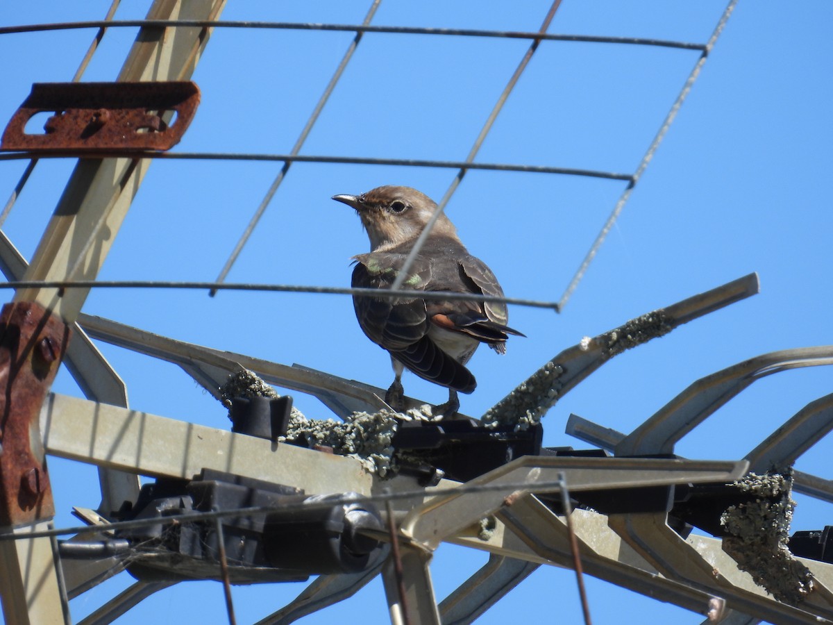 Дідрик рудохвостий - ML647114886