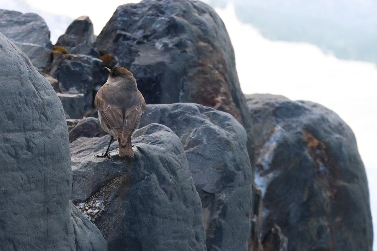 Dark-faced Ground-Tyrant - ML647114887