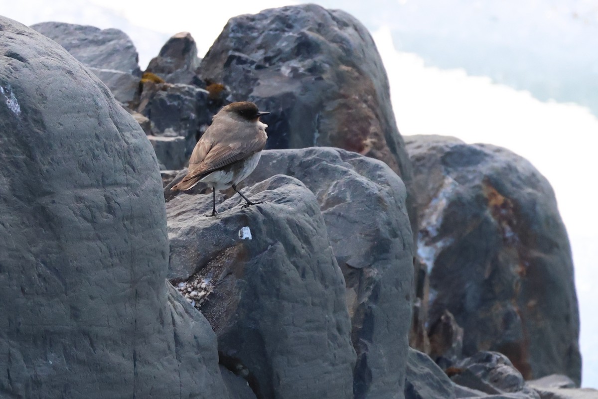 Dark-faced Ground-Tyrant - ML647114888