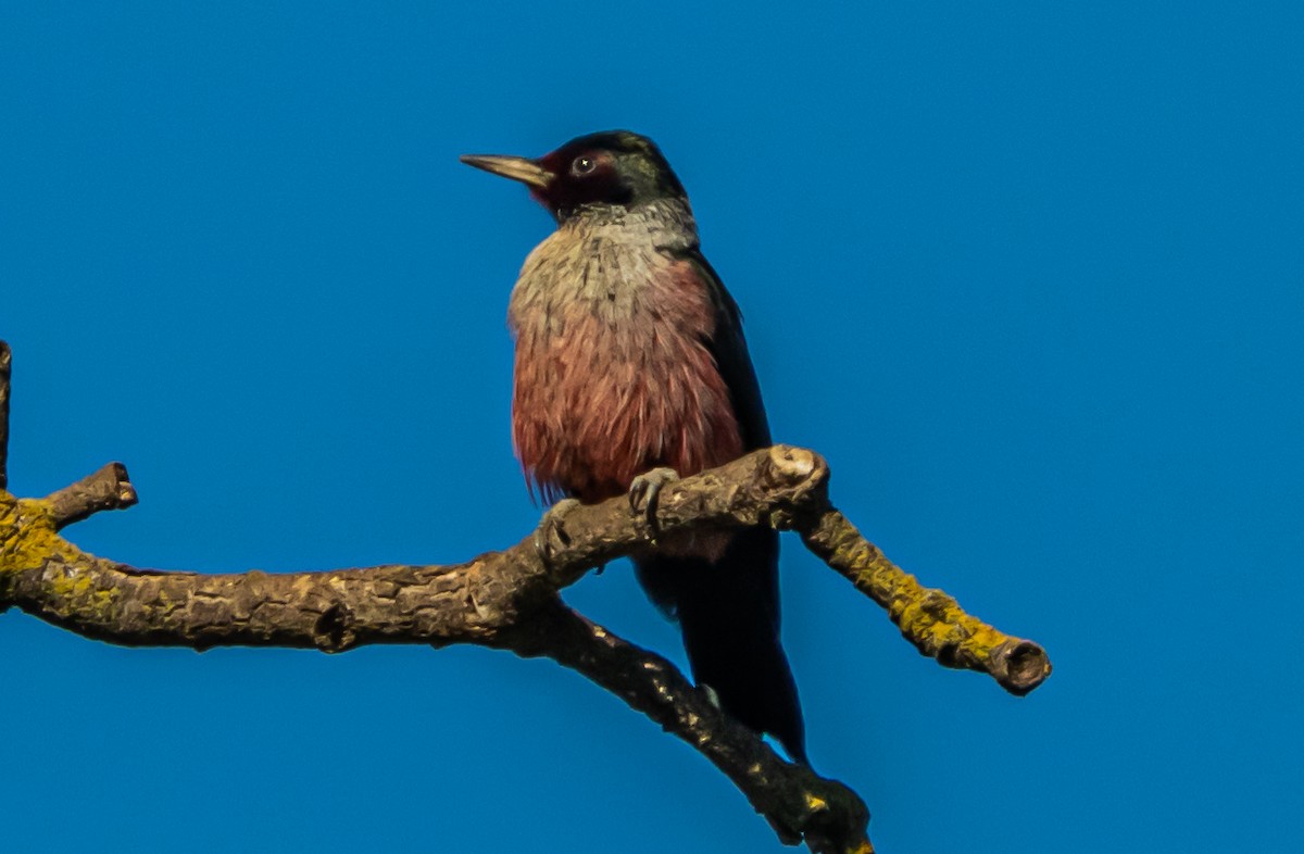 Гіла рожевочерева - ML647114889