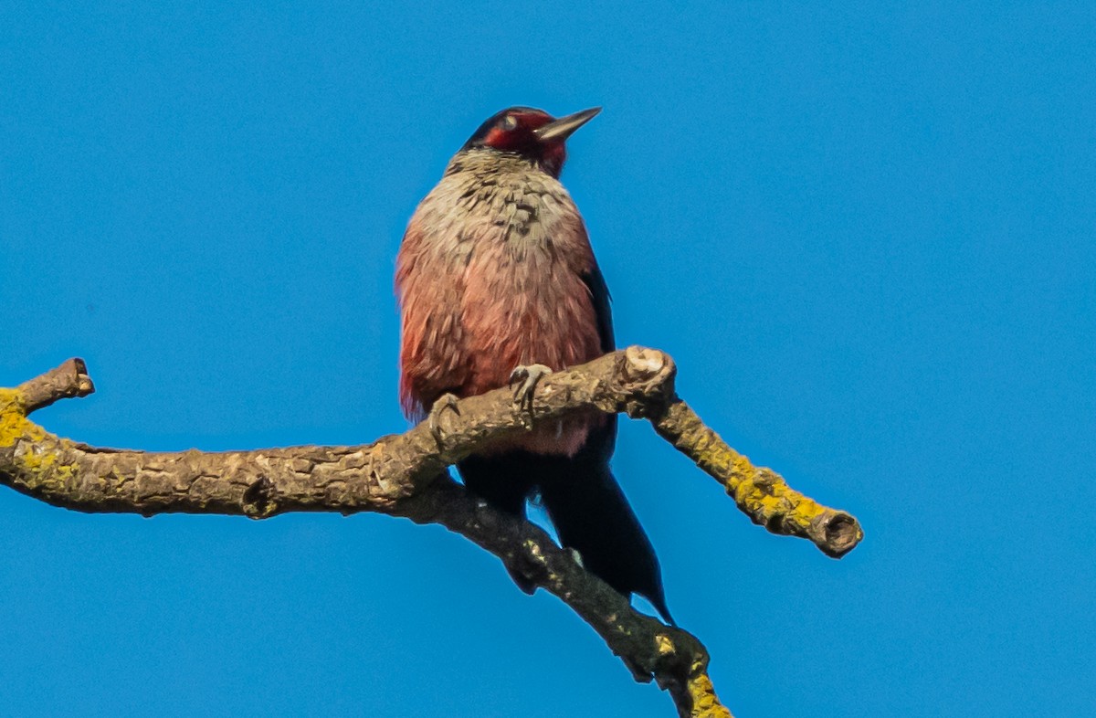 Гіла рожевочерева - ML647114890