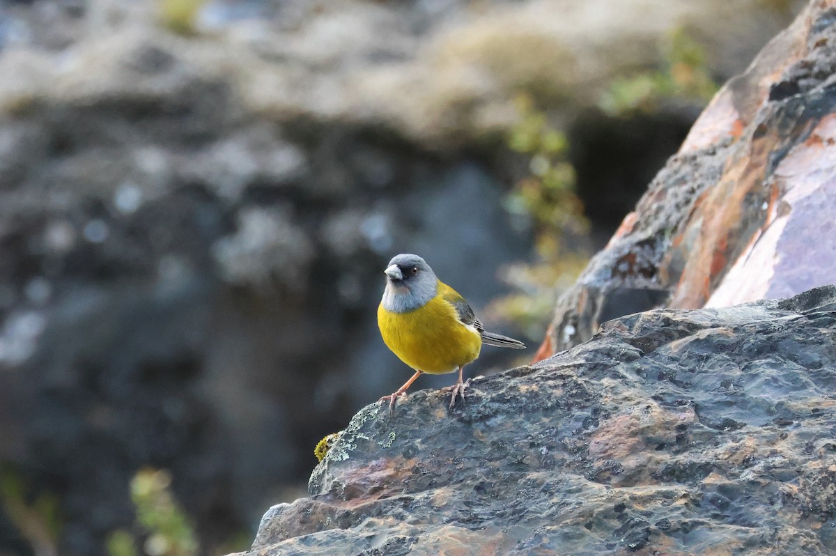 Patagonian Sierra Finch - ML647114893
