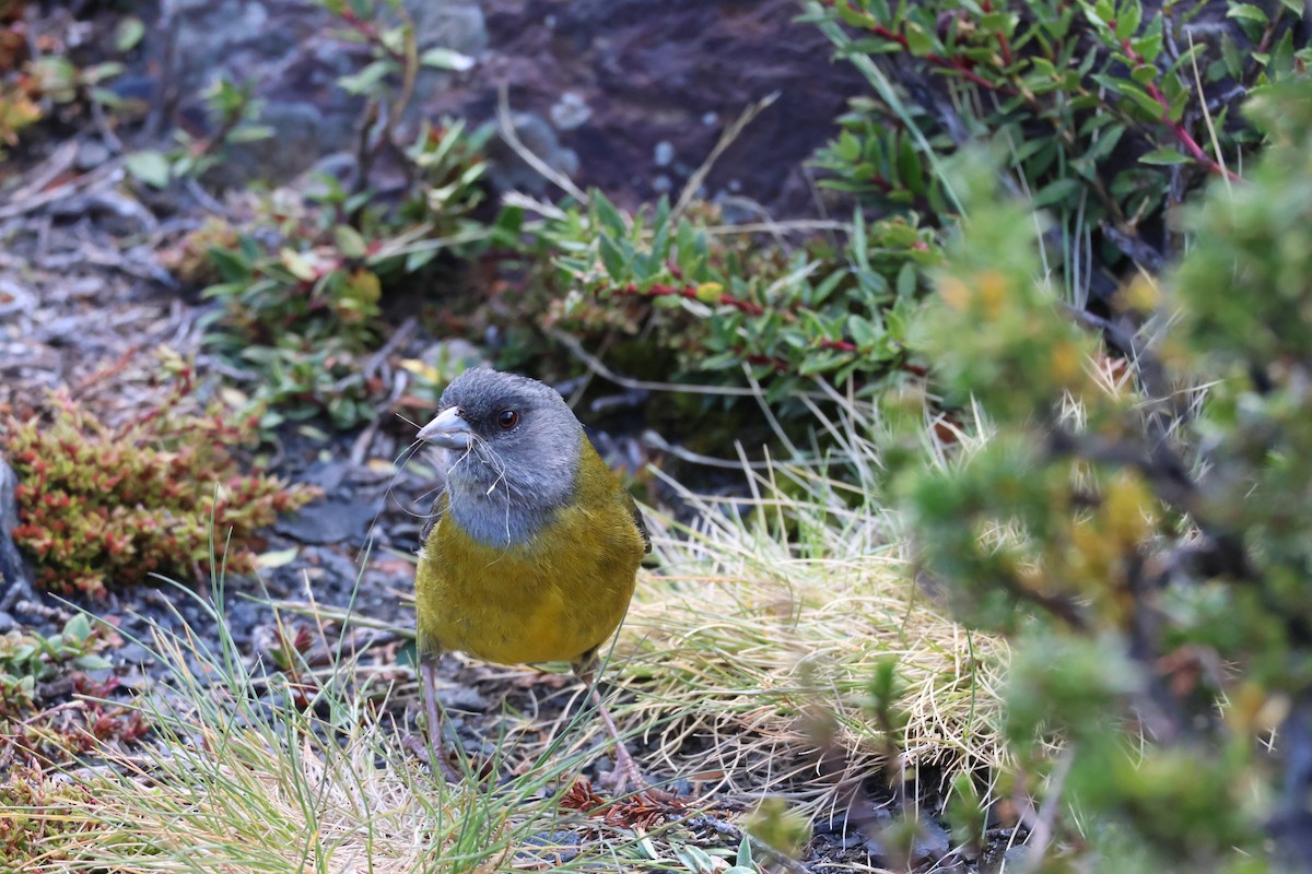 Вівсянчик патагонський - ML647114894