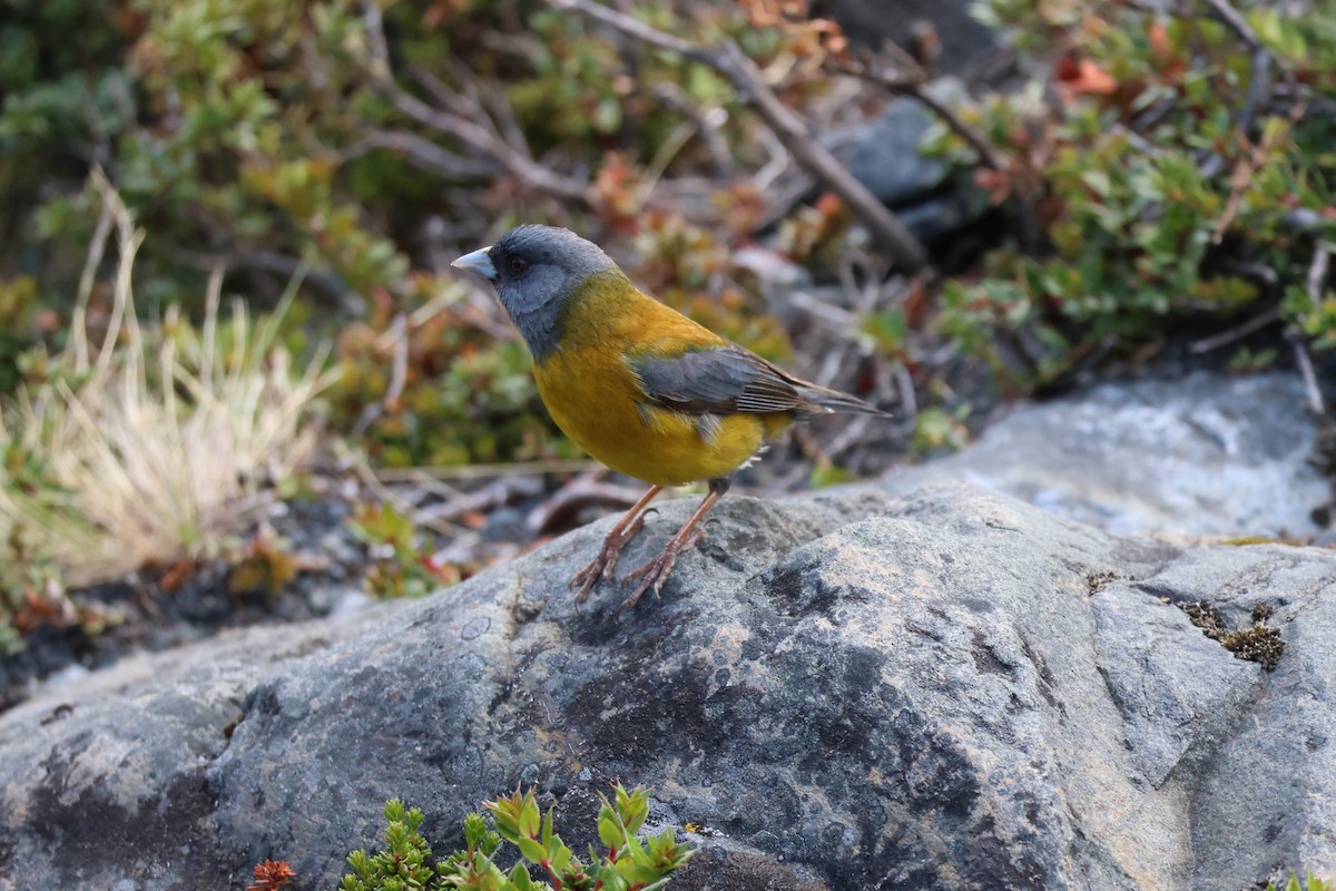 Вівсянчик патагонський - ML647114895