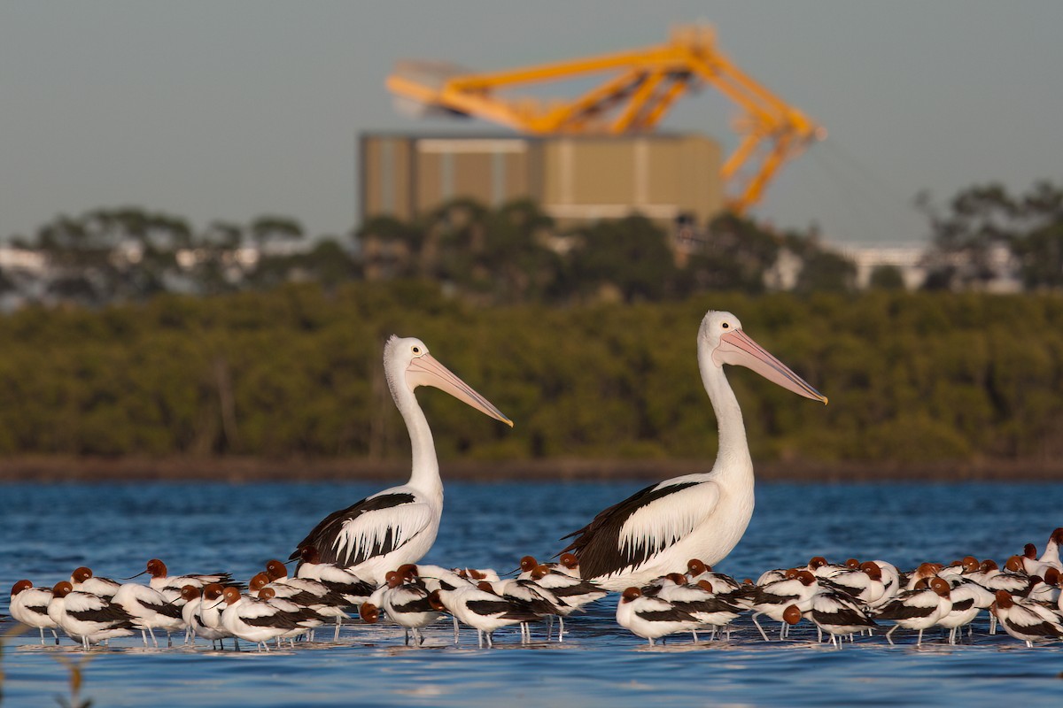 Пелікан австралійський - ML647114899
