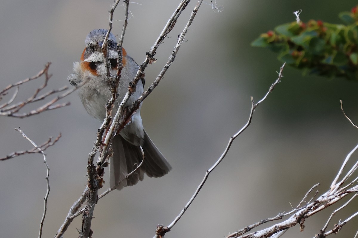 Бруант рудошиїй - ML647114902