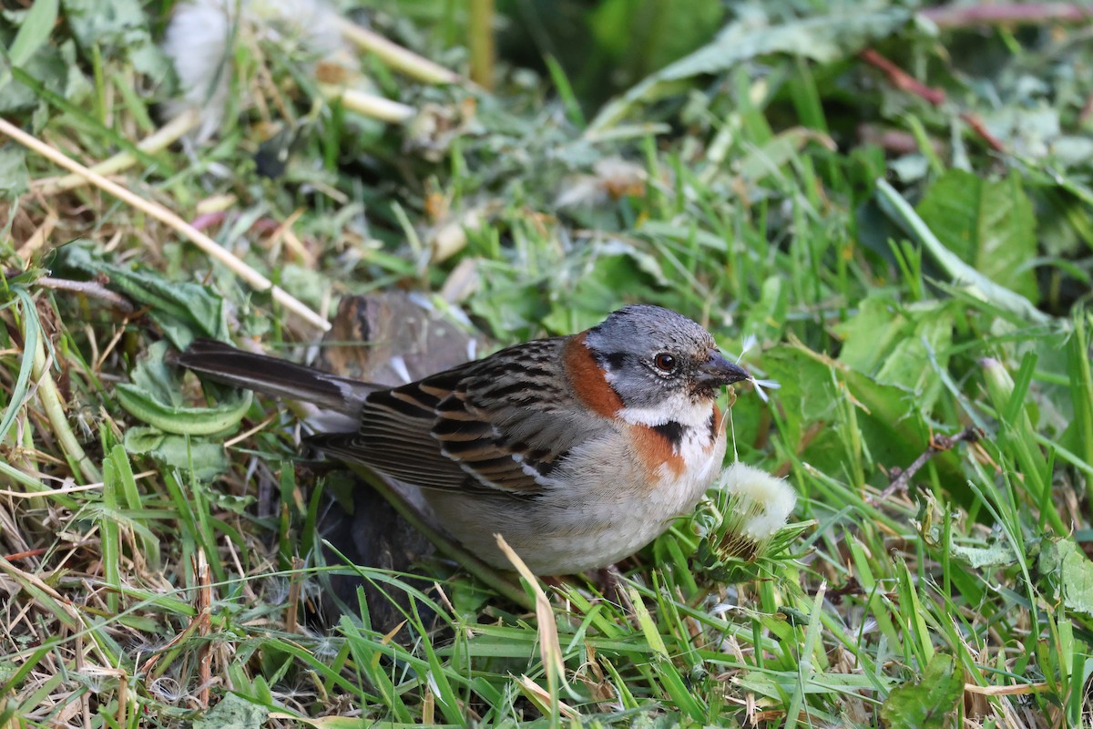 Бруант рудошиїй - ML647114904