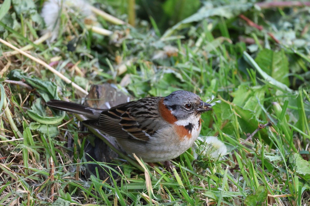 Бруант рудошиїй - ML647114905