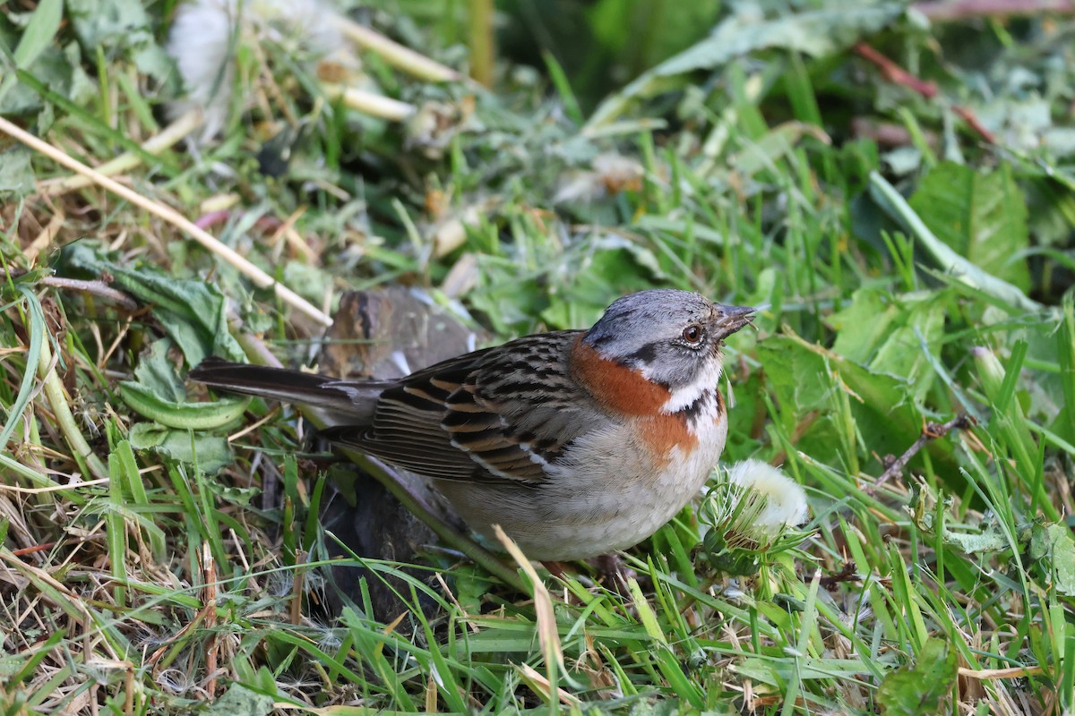 Бруант рудошиїй - ML647114906