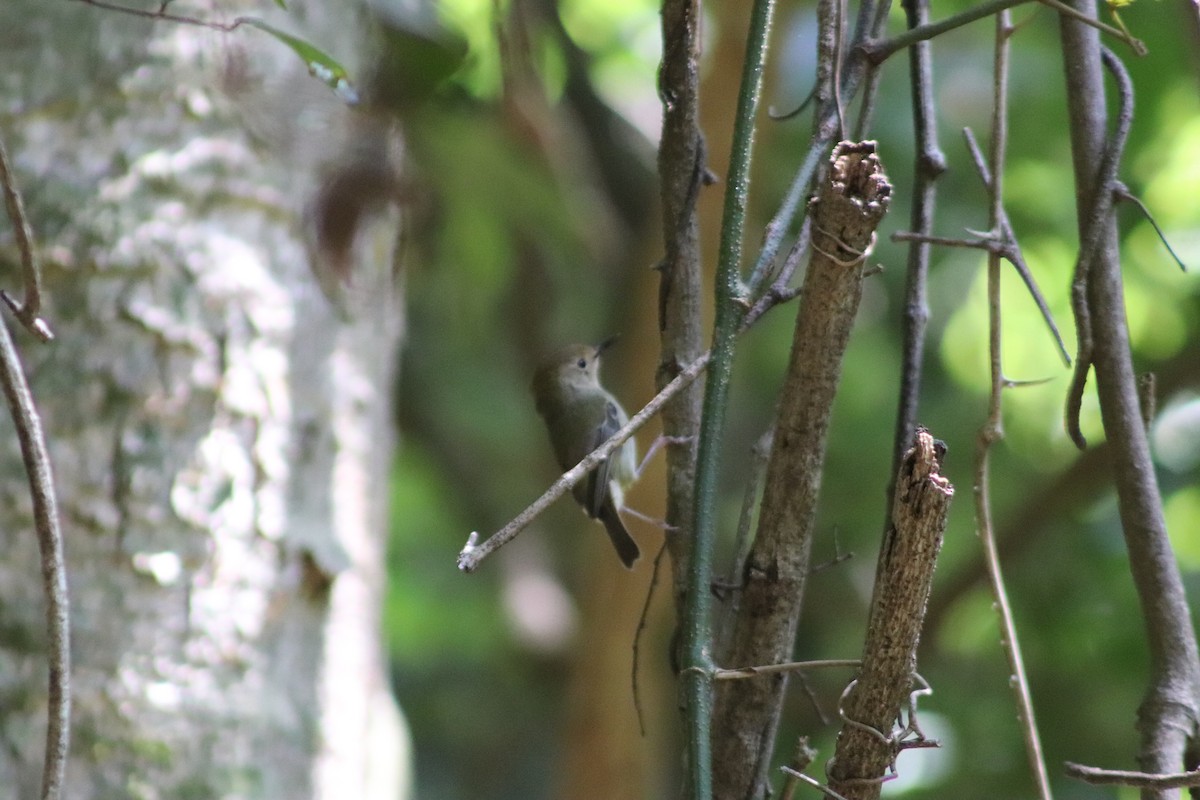 Кущовик східний - ML647114908