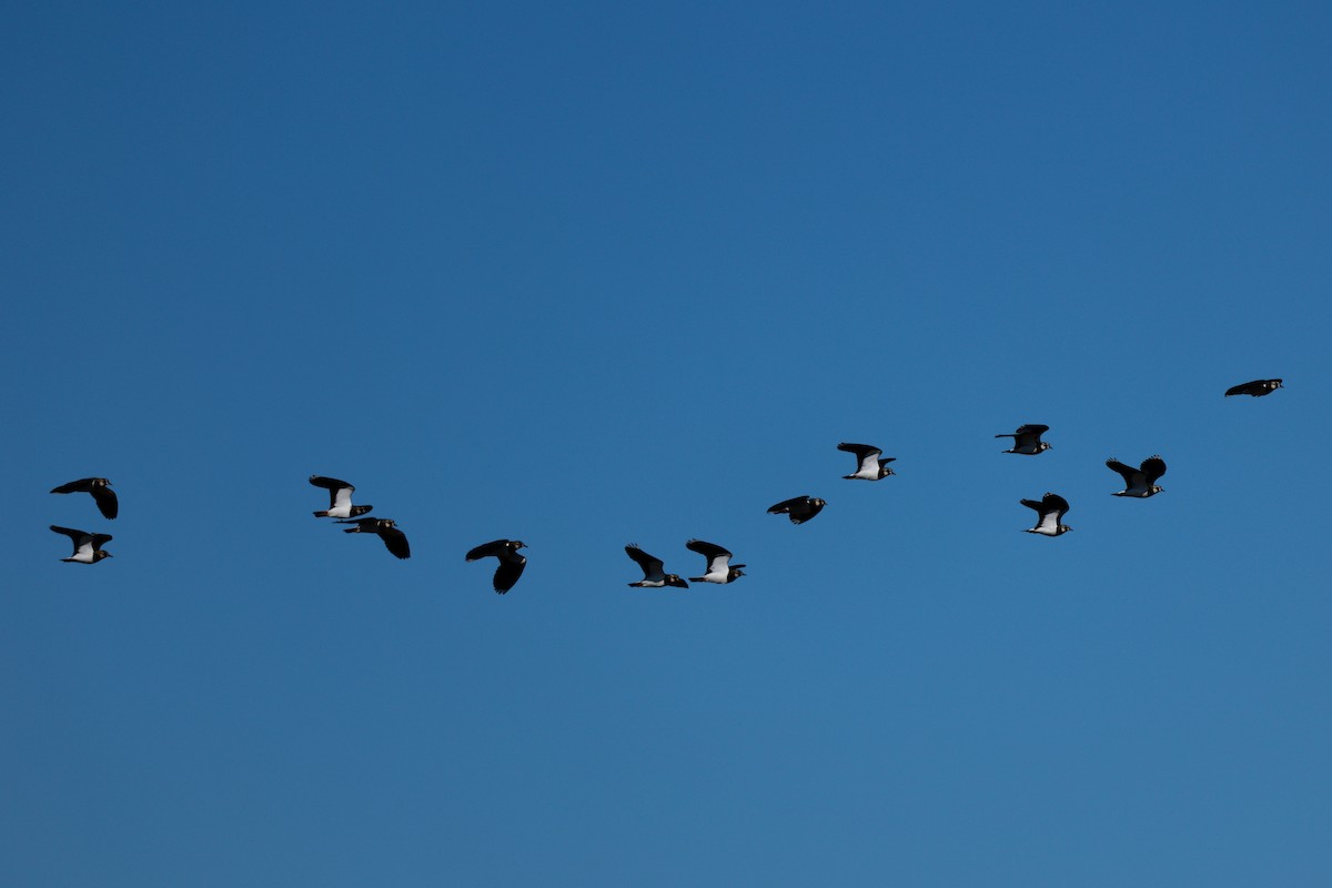 Чайка чубата - ML647114910