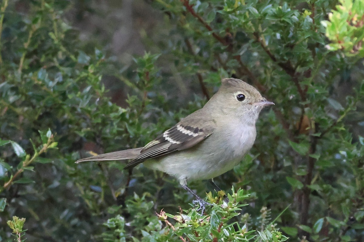 Еленія білочуба - ML647114911