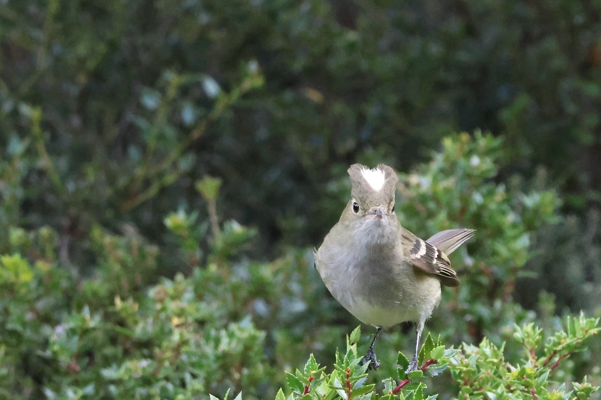Еленія білочуба - ML647114912
