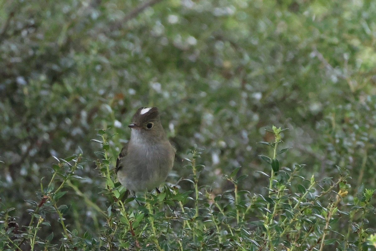 Еленія білочуба - ML647114913