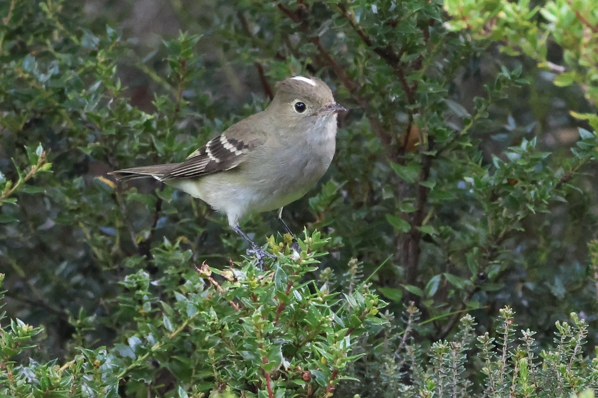 Еленія білочуба - ML647114914