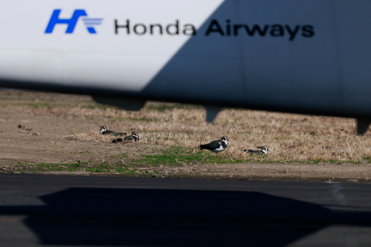 Чайка чубата - ML647114916