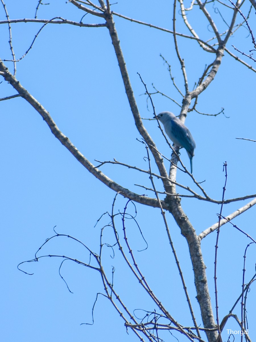 Саяка блакитна - ML647114917