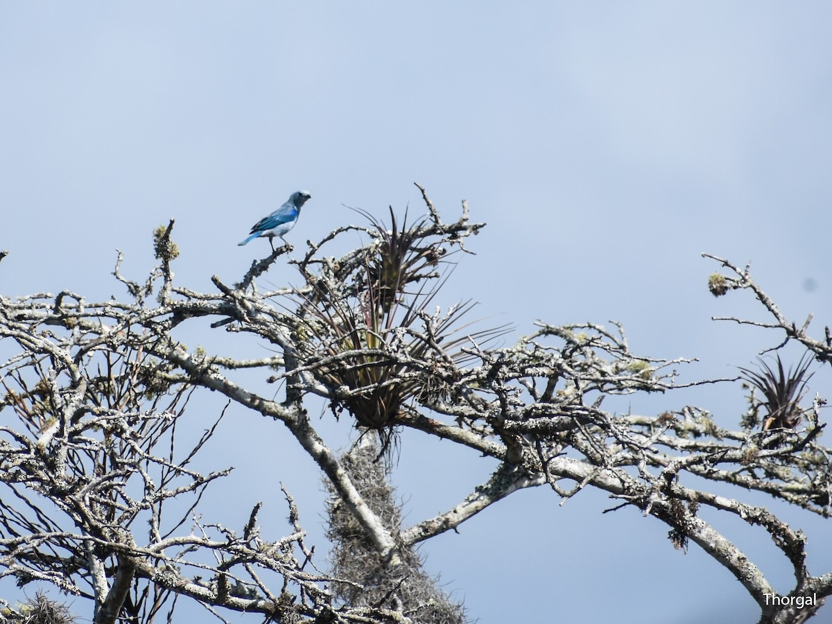 Саяка блакитна - ML647114918