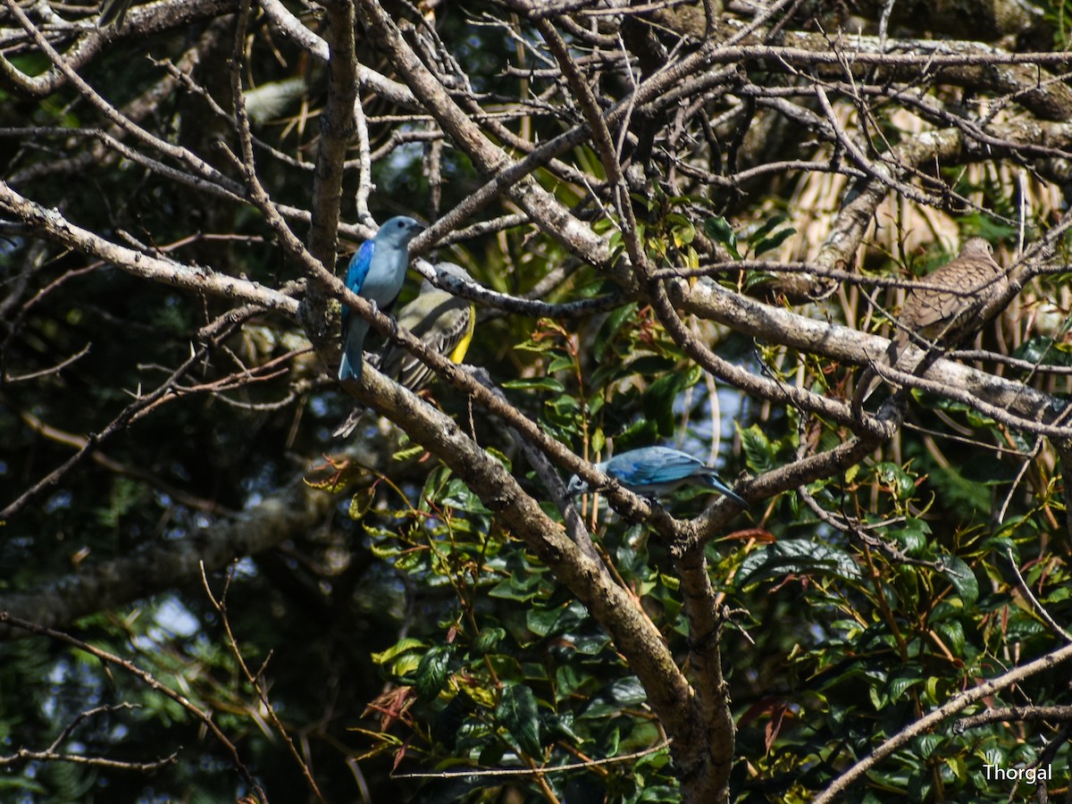 Саяка блакитна - ML647114919