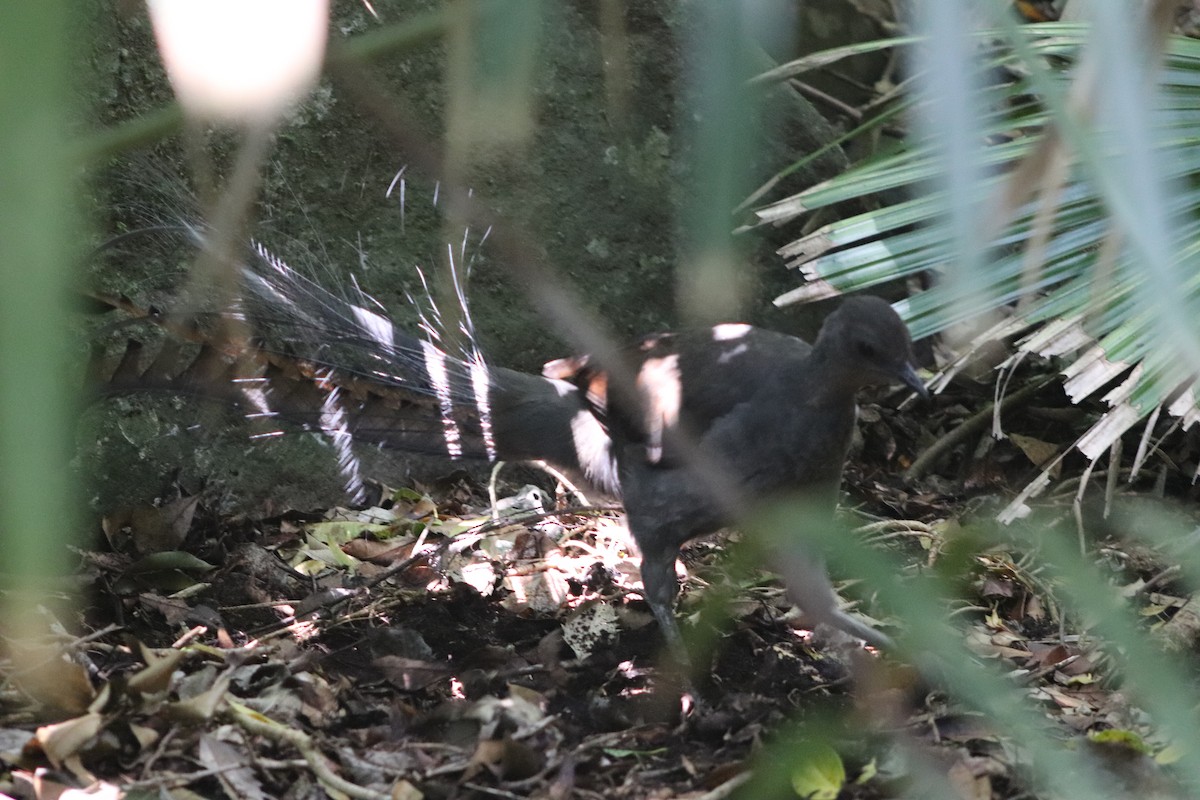 Лірохвіст австралійський - ML647114920