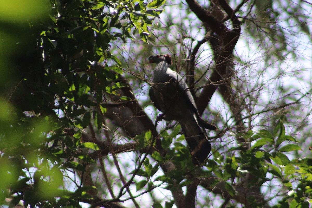 Haubenfruchttaube - ML647114923