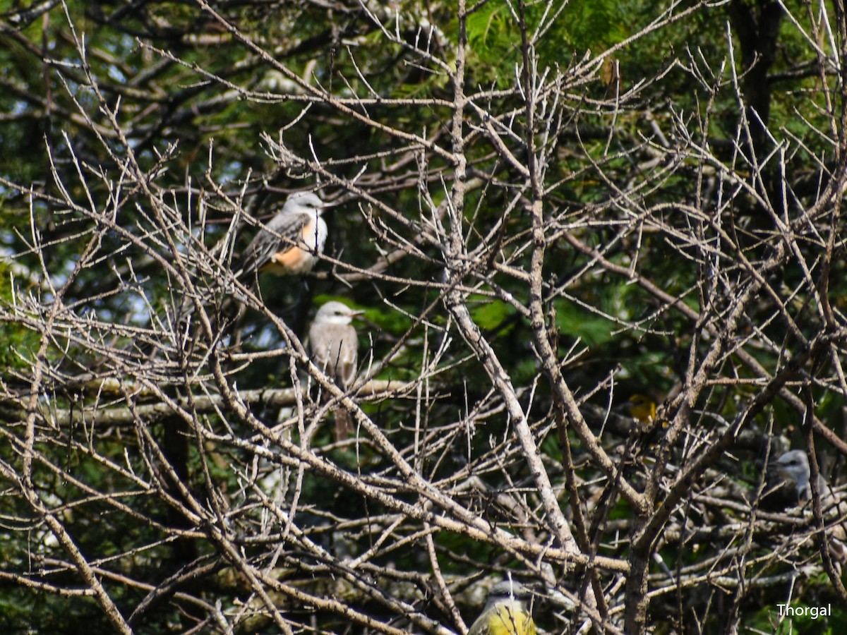 Тиран мексиканський - ML647114928