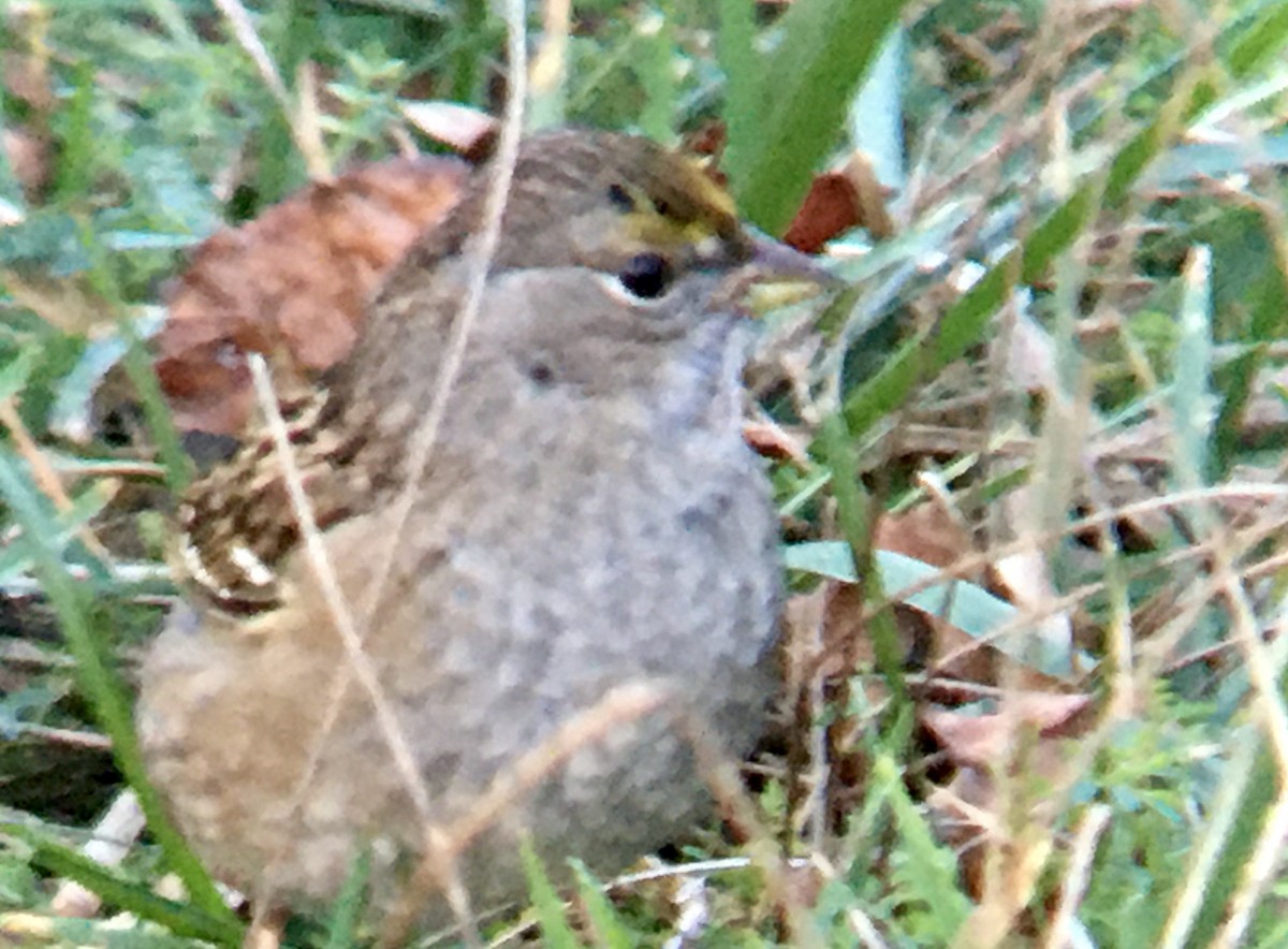 Бруант чорнобровий - ML647114929