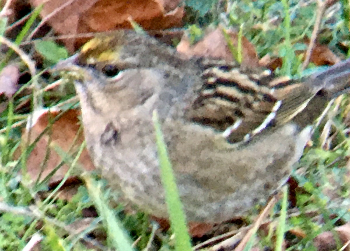 Бруант чорнобровий - ML647114930