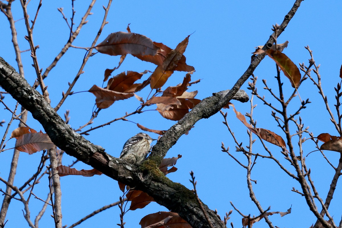 Дятел бурощокий - ML647114931