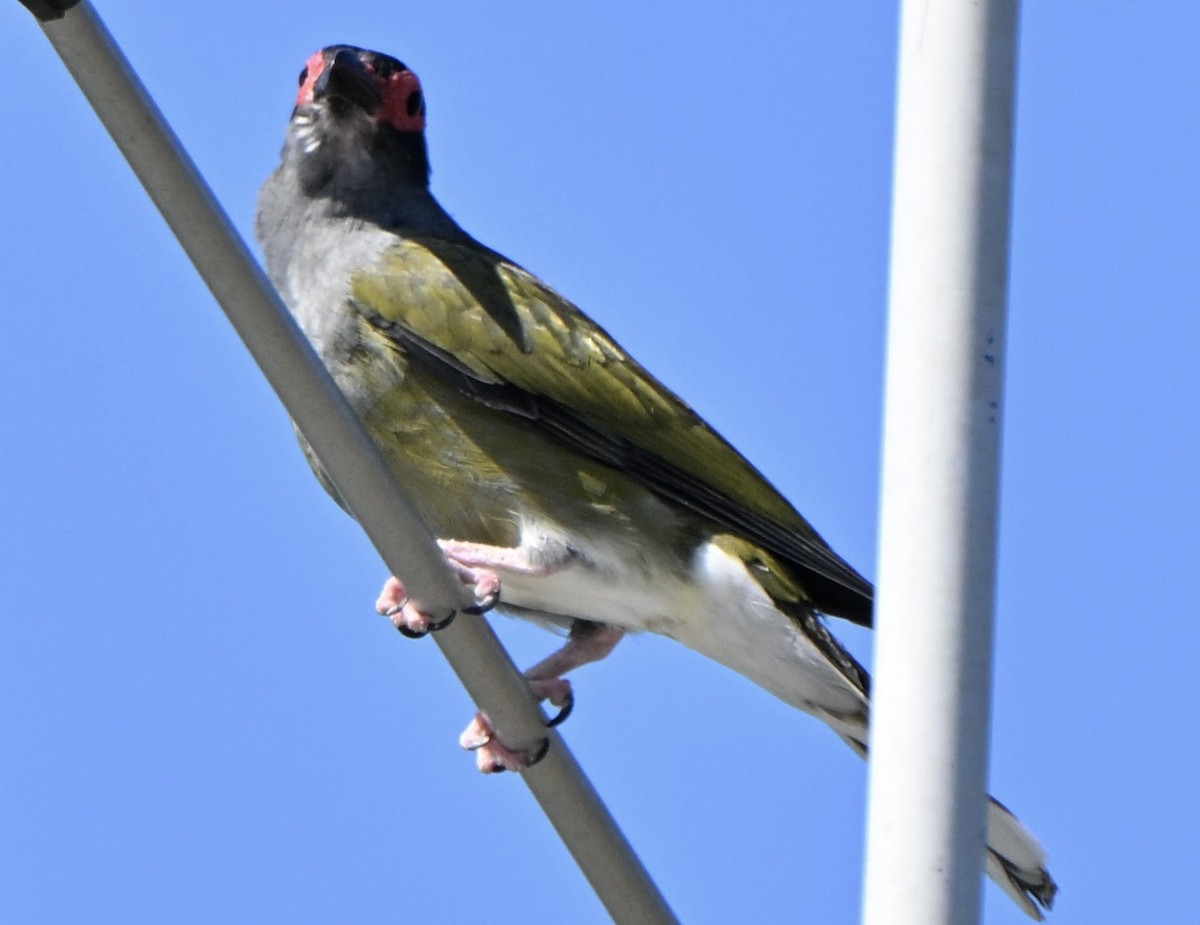 Телюга австралійська - ML647114933