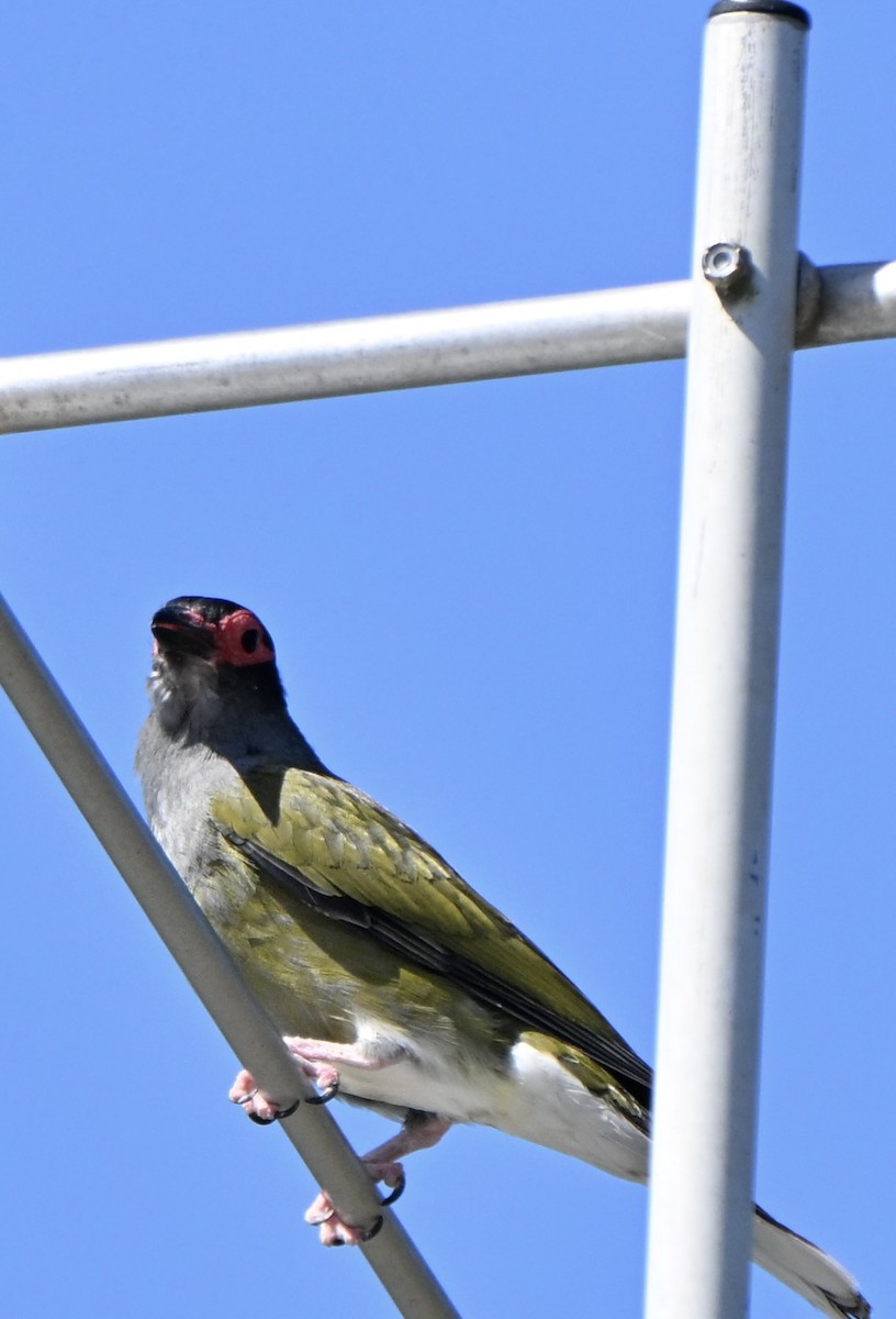 Телюга австралійська - ML647114934