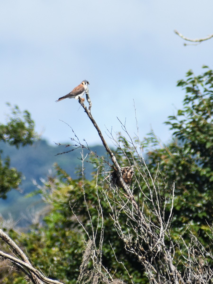 Боривітер американський - ML647114936