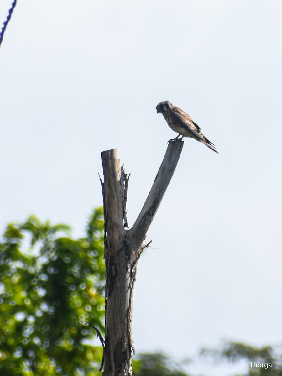 Боривітер американський - ML647114937