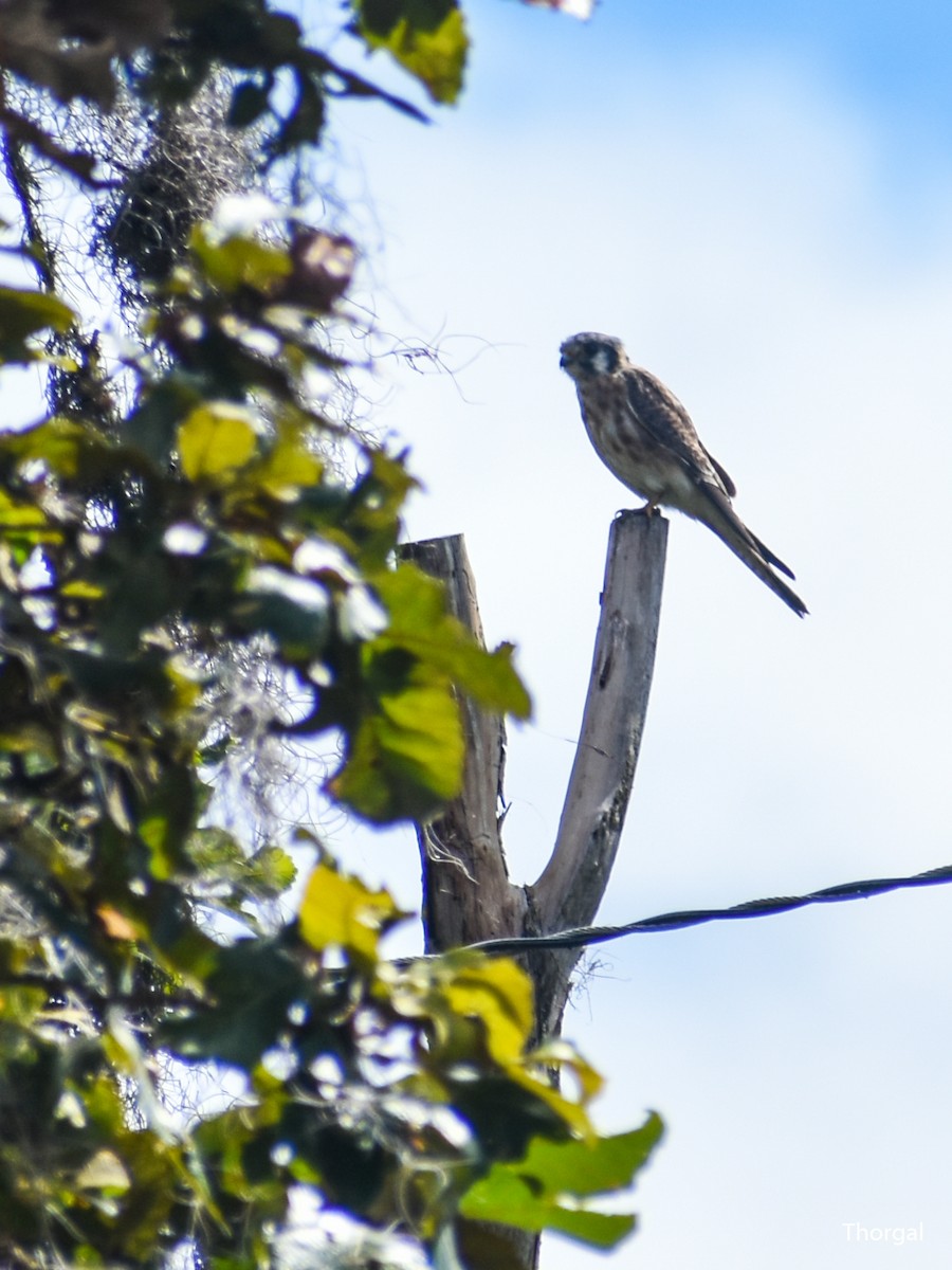 Боривітер американський - ML647114938