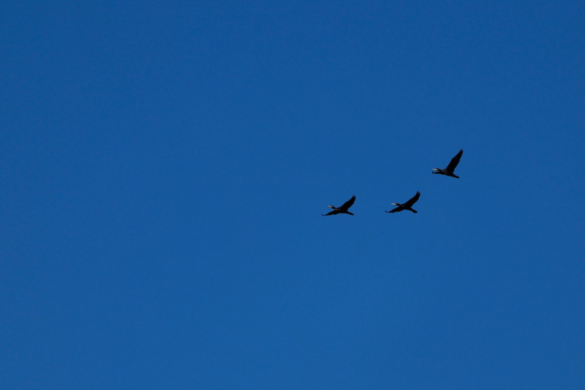 Cormorán Grande - ML647114945