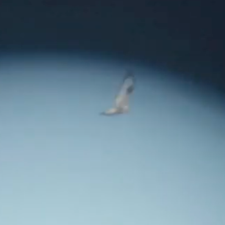 Rough-legged Hawk - ML647114967