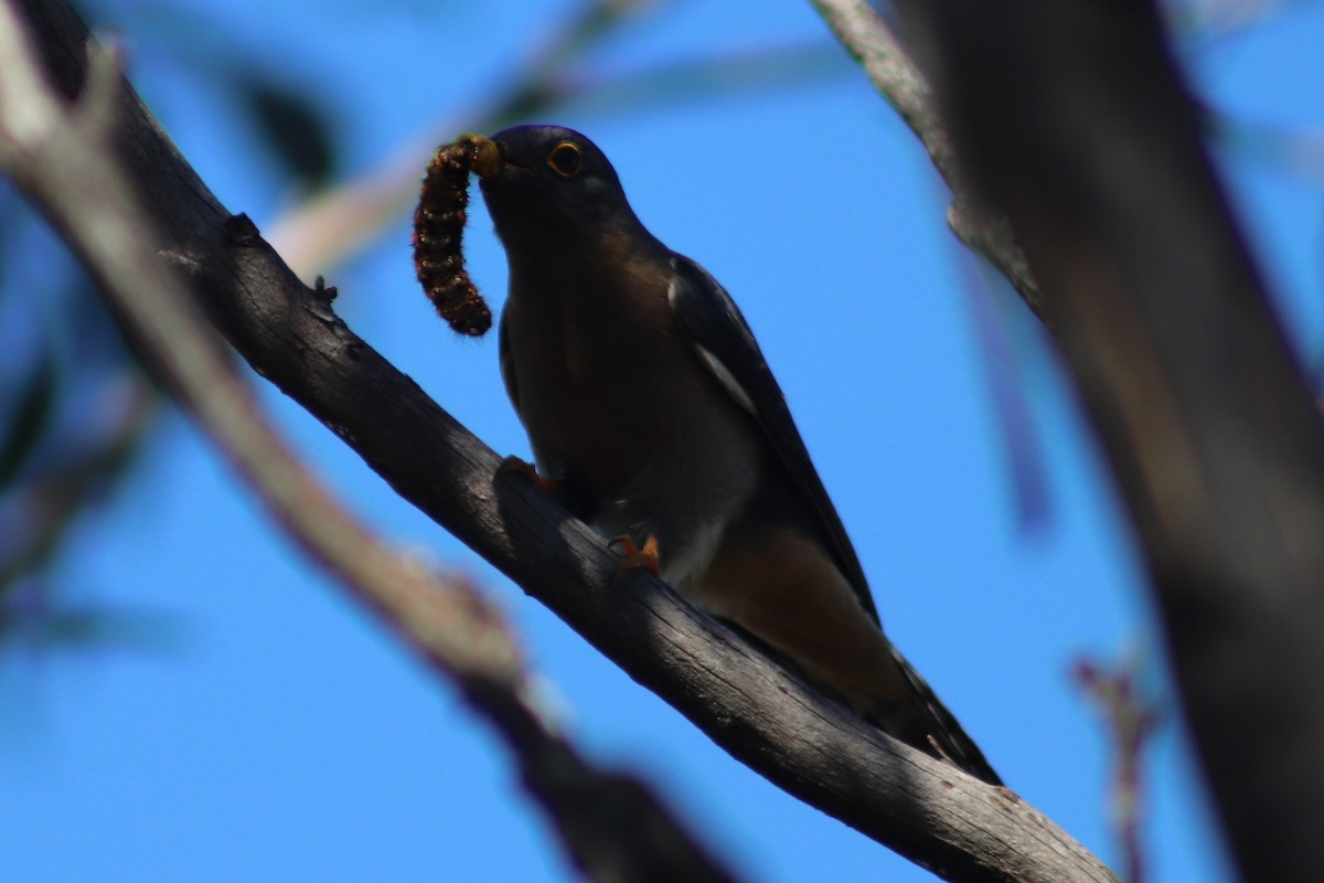 Кукавка віялохвоста - ML647114972