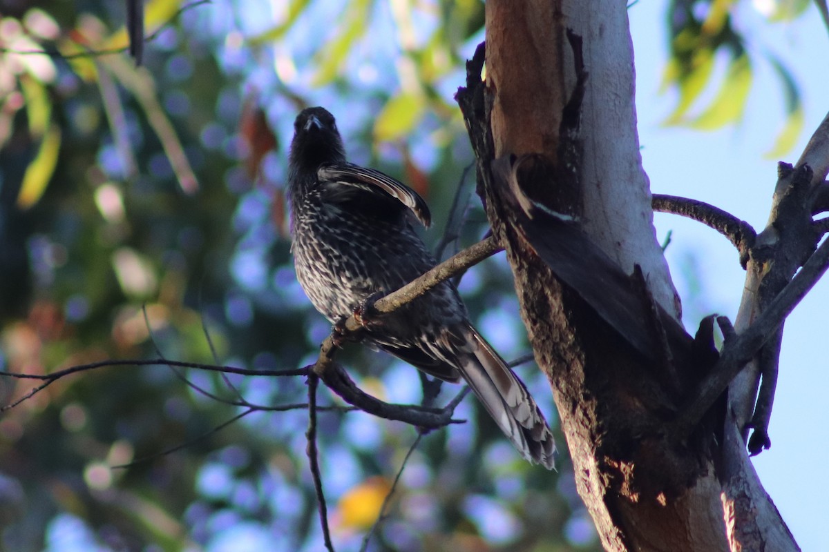 Медолюб-сережник східний - ML647114974