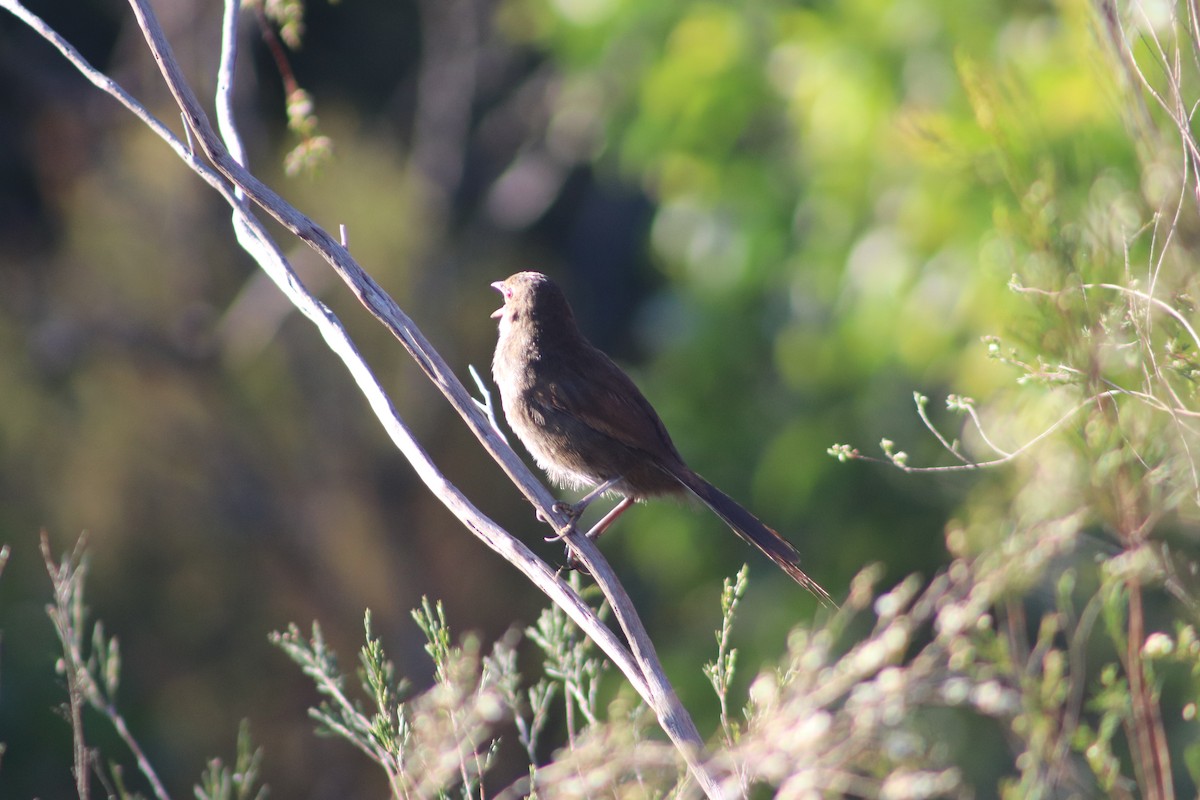 Щетинкодзьоб бурий - ML647114975