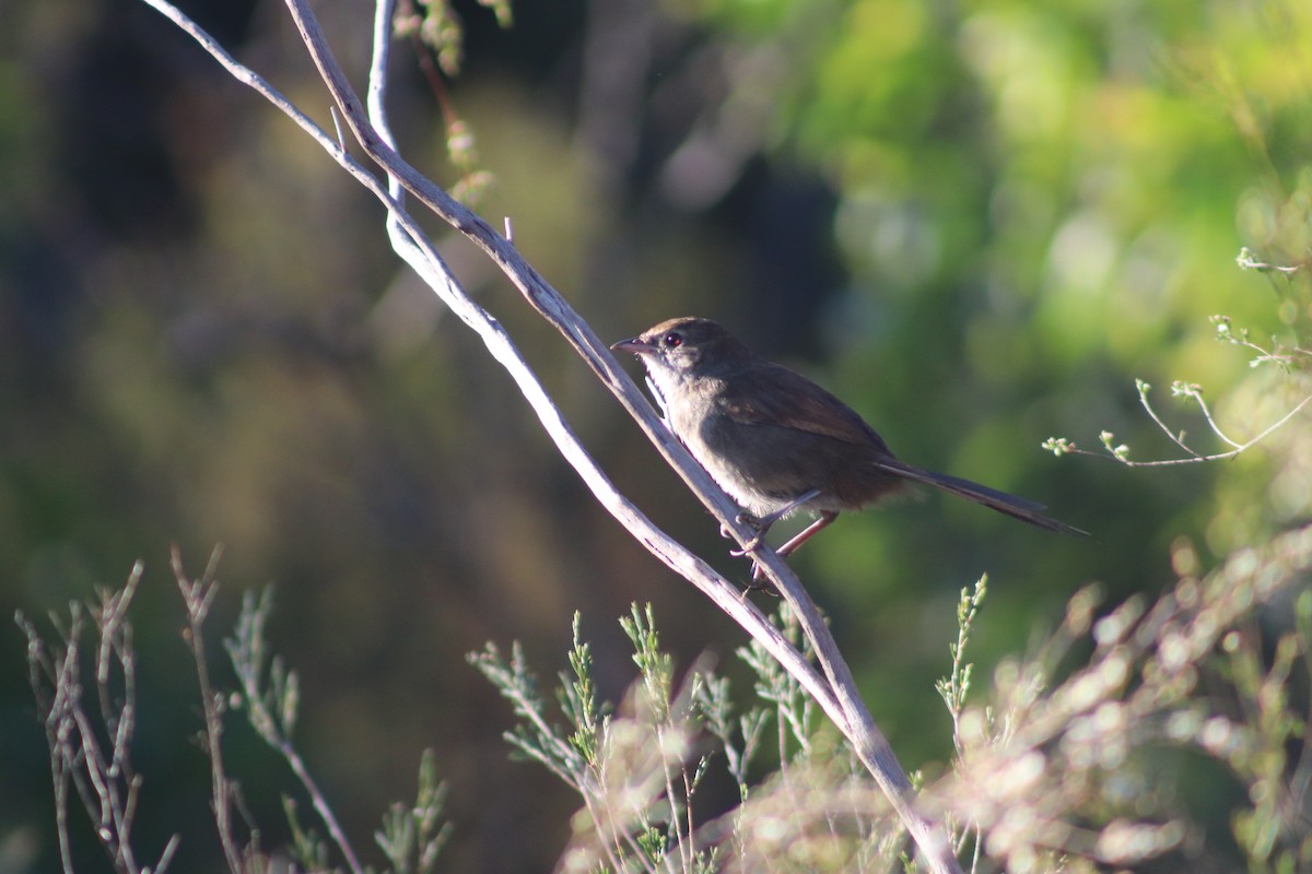 Щетинкодзьоб бурий - ML647114976