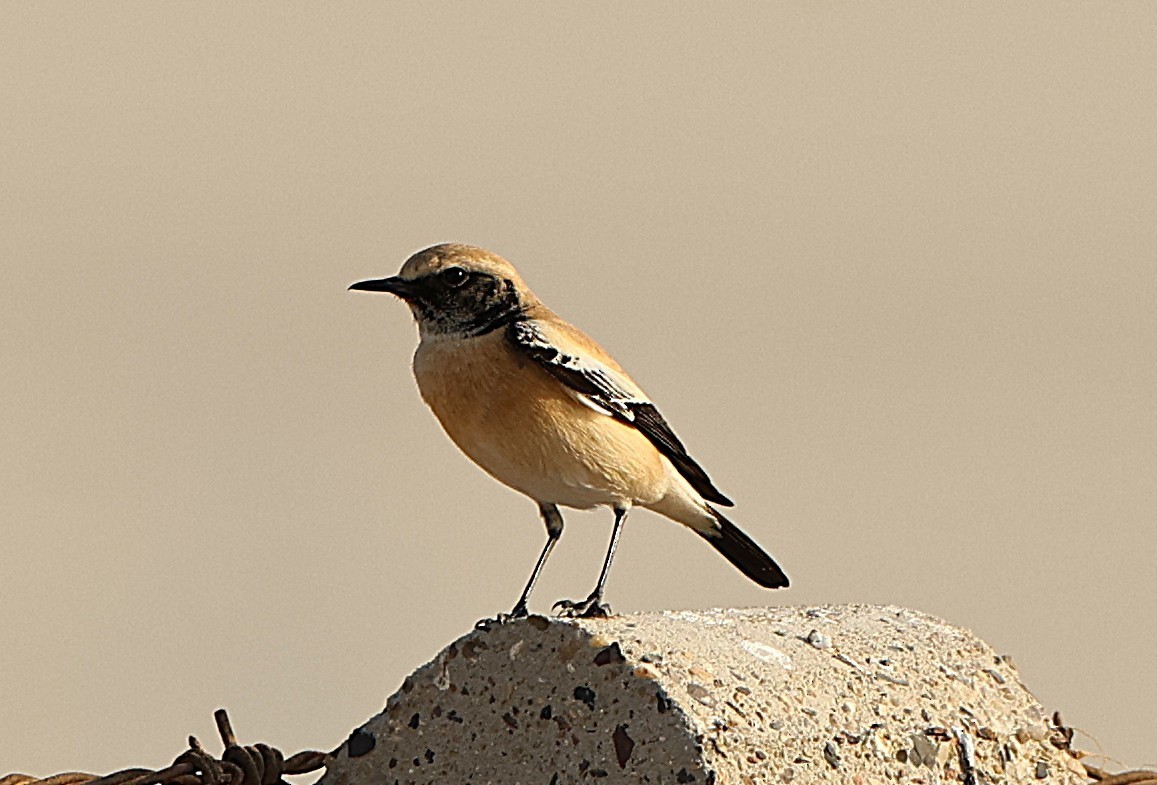 Кам'янка попеляста - ML647114981