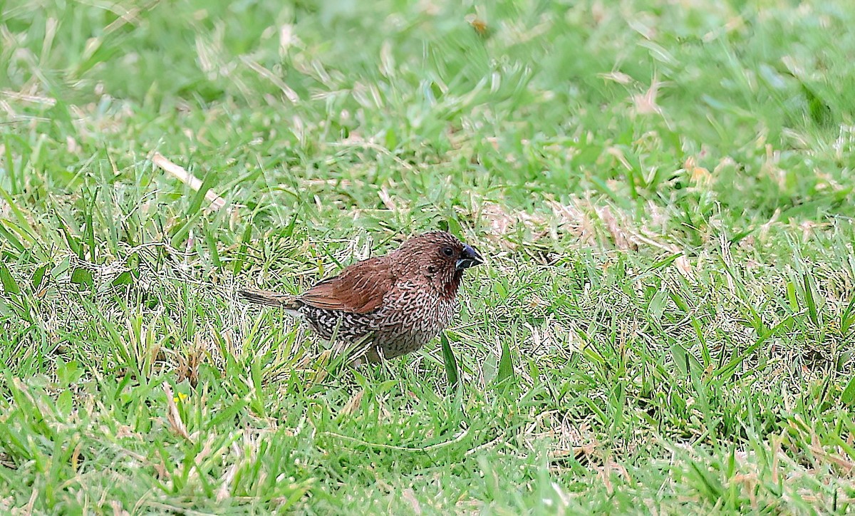 Мунія іржаста - ML647114982