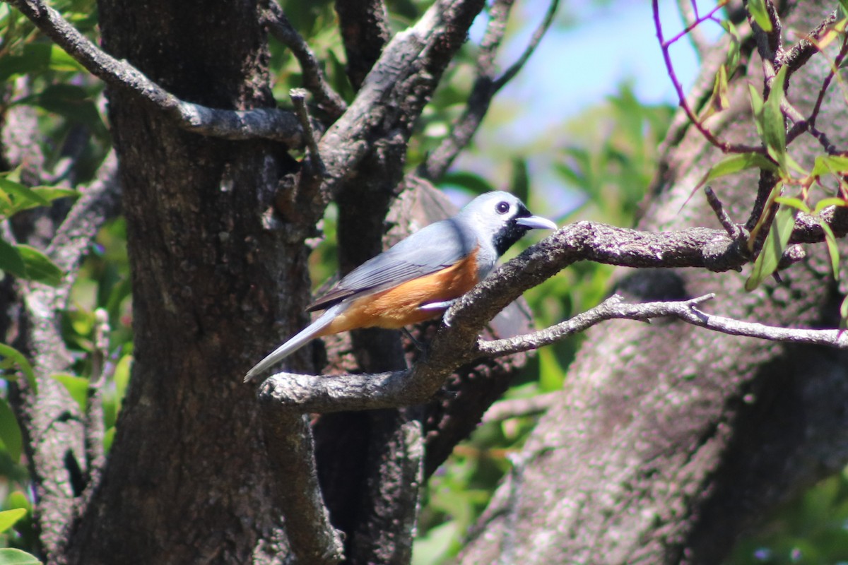 Монарх масковий - ML647114983