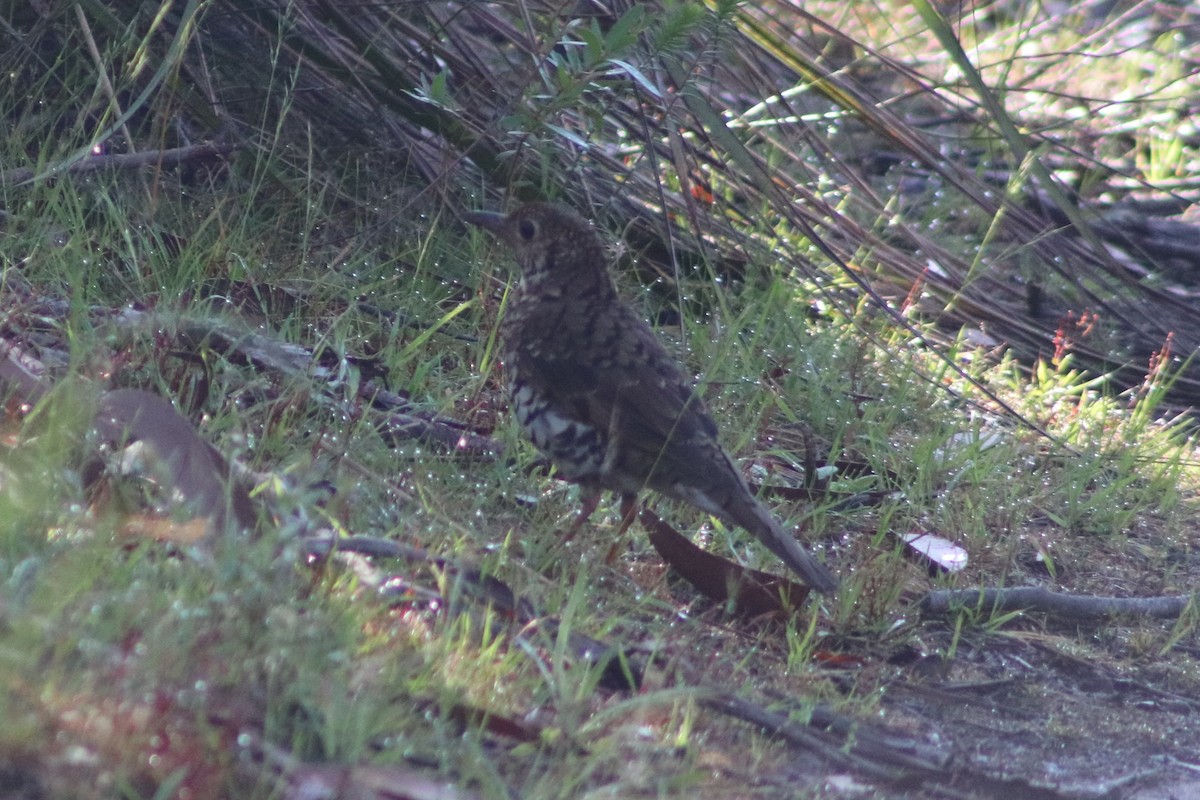 Квічаль австралійський - ML647114984