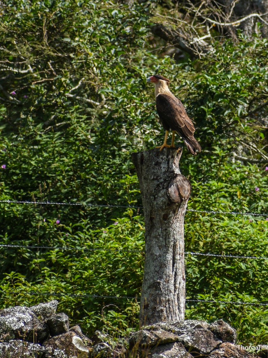 Каракара аргентинська - ML647114985