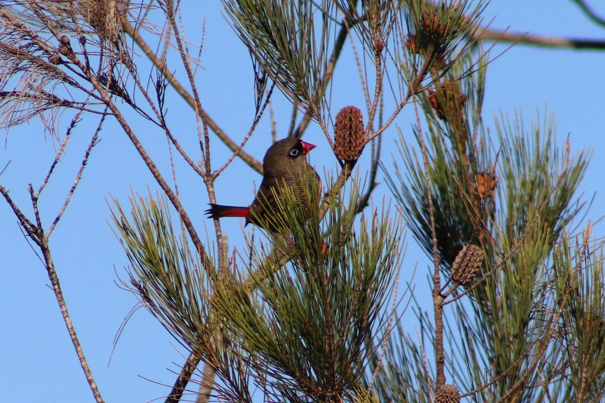 Амадина-рубінчик червоноброва - ML647114987
