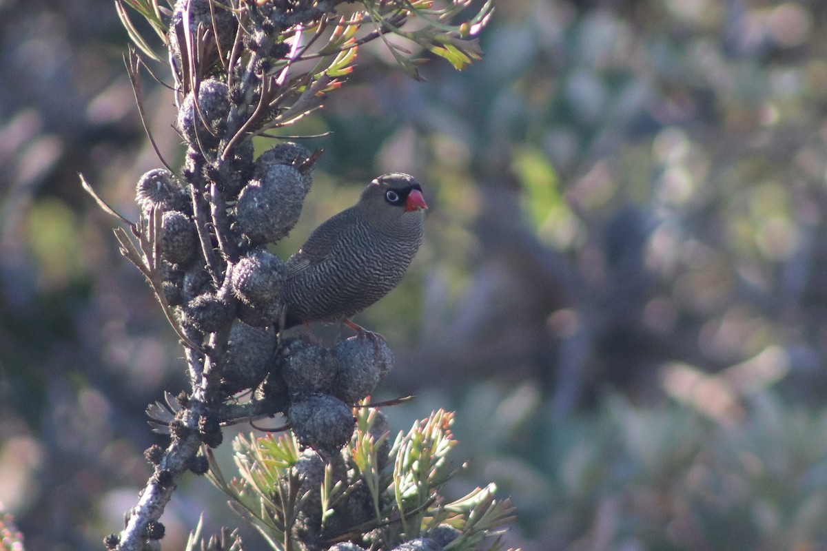 Амадина-рубінчик червоноброва - ML647114988