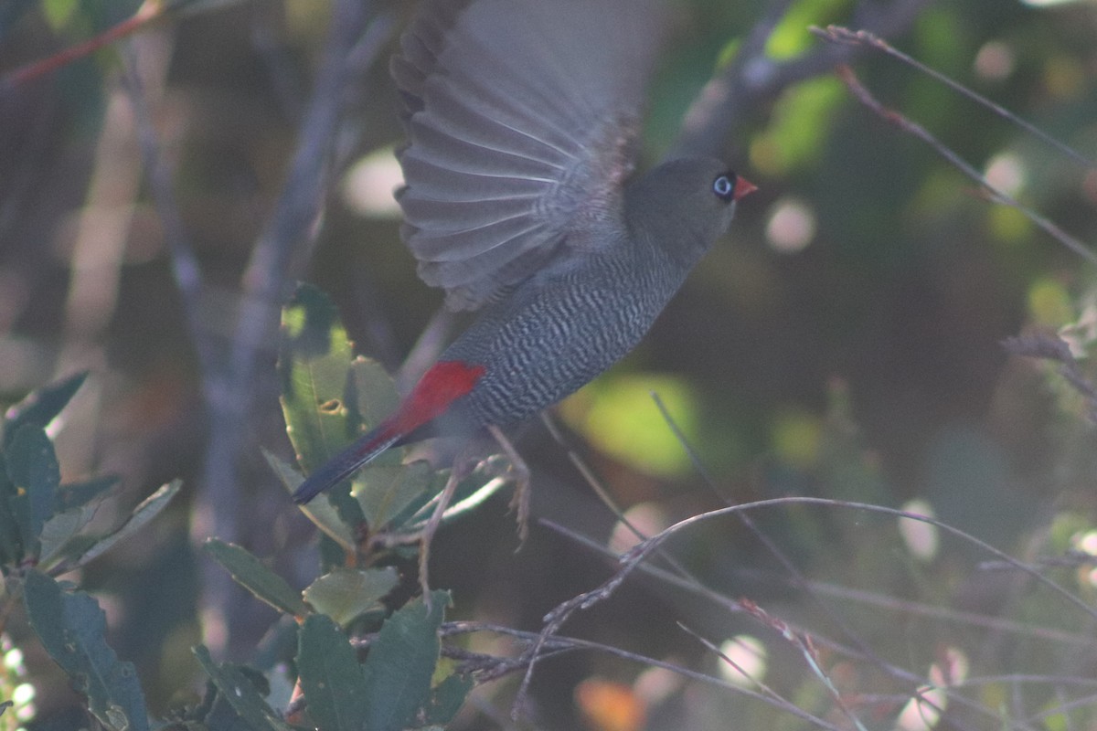 Амадина-рубінчик червоноброва - ML647114989